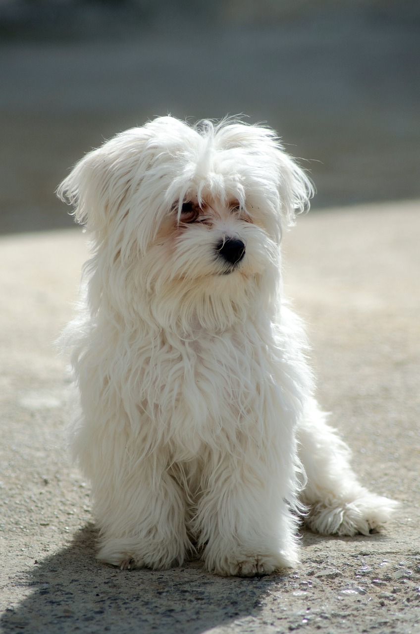 dog maltese pet free photo