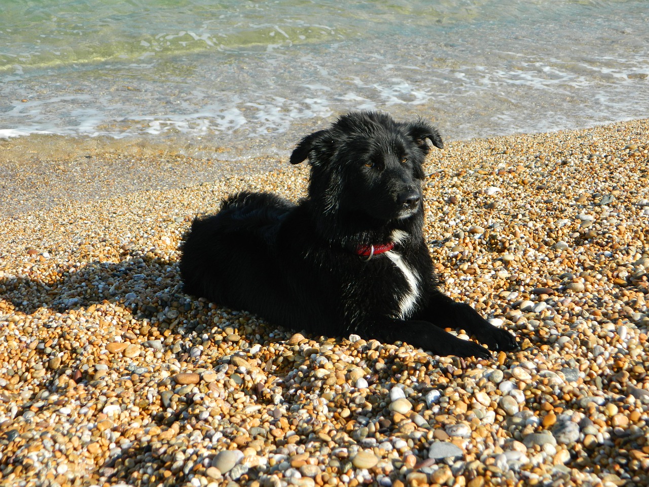 dog beach water free photo