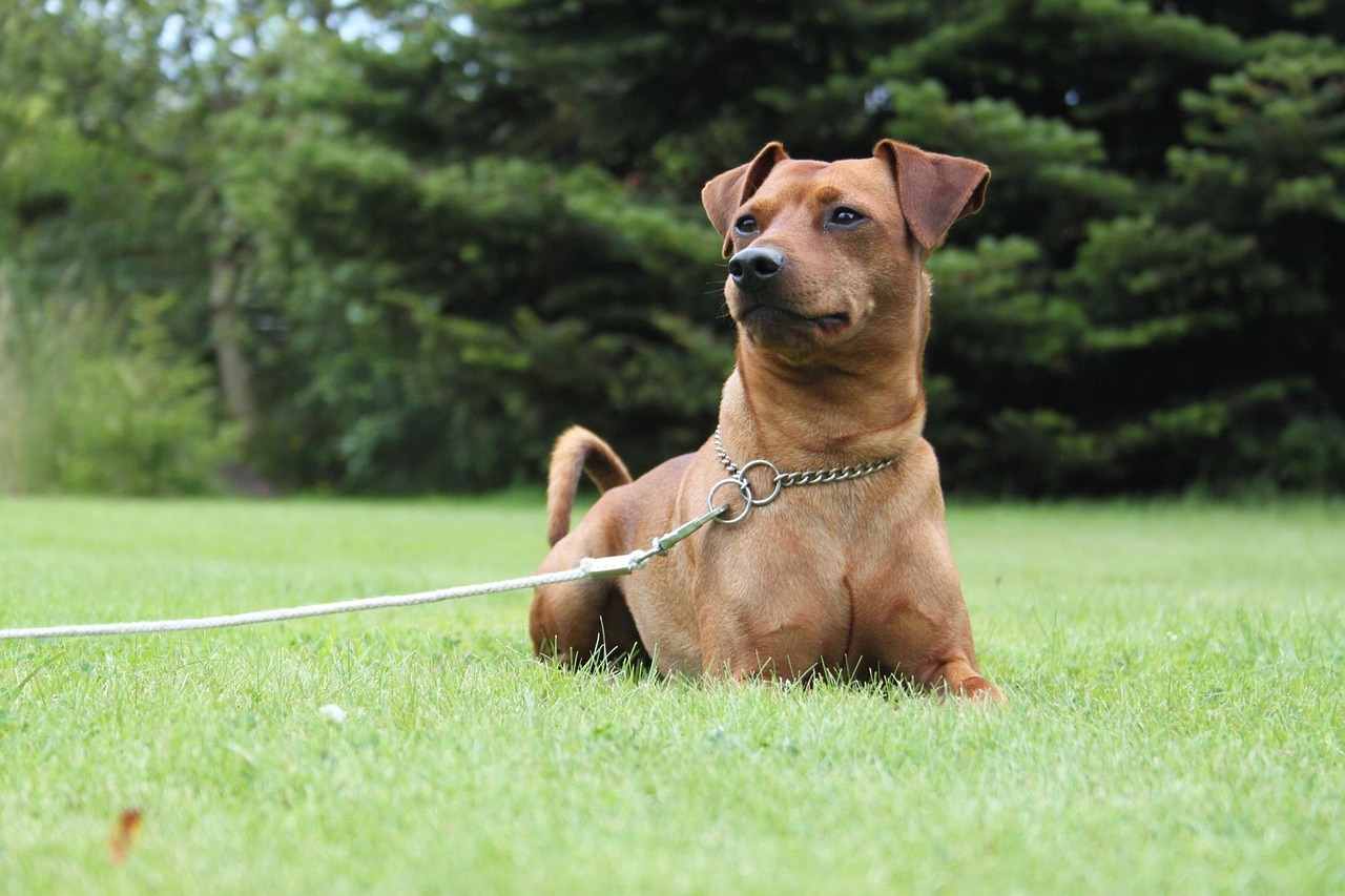 dog miniature pinscher obedience free photo