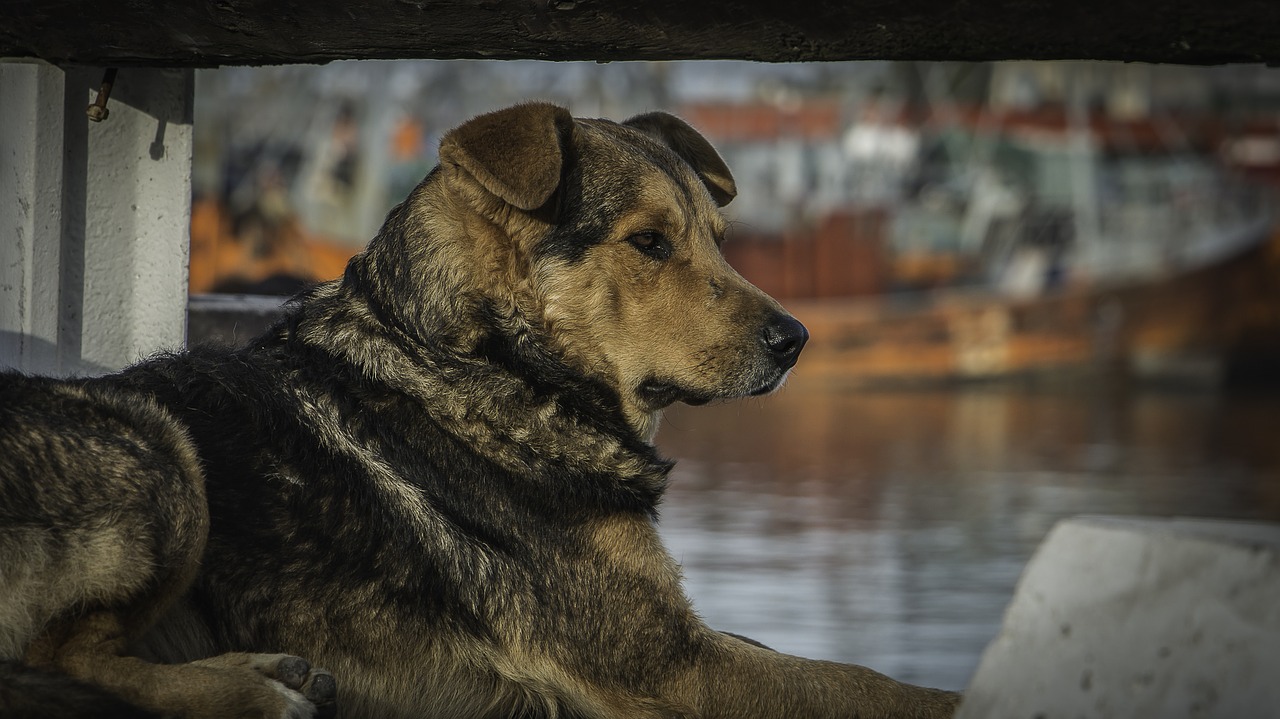 dog boat port free photo