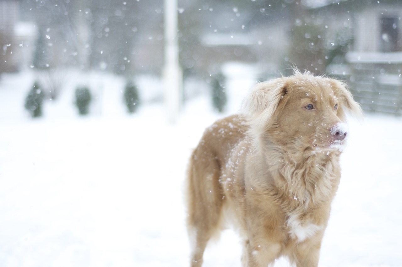 dog retriever snow free photo