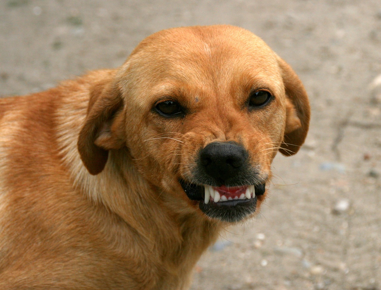 dog smile teeth free photo