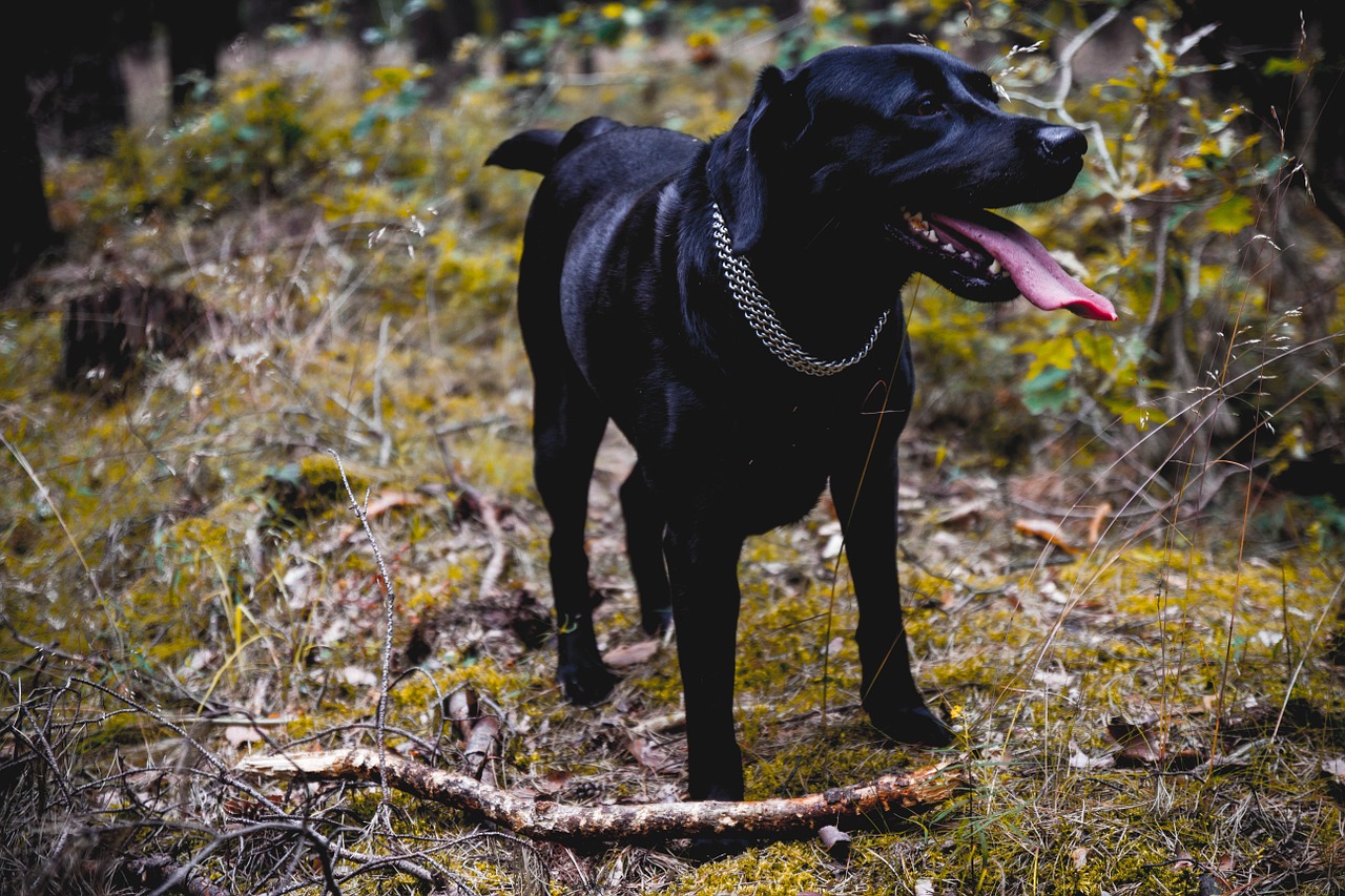 dog labrador lab free photo