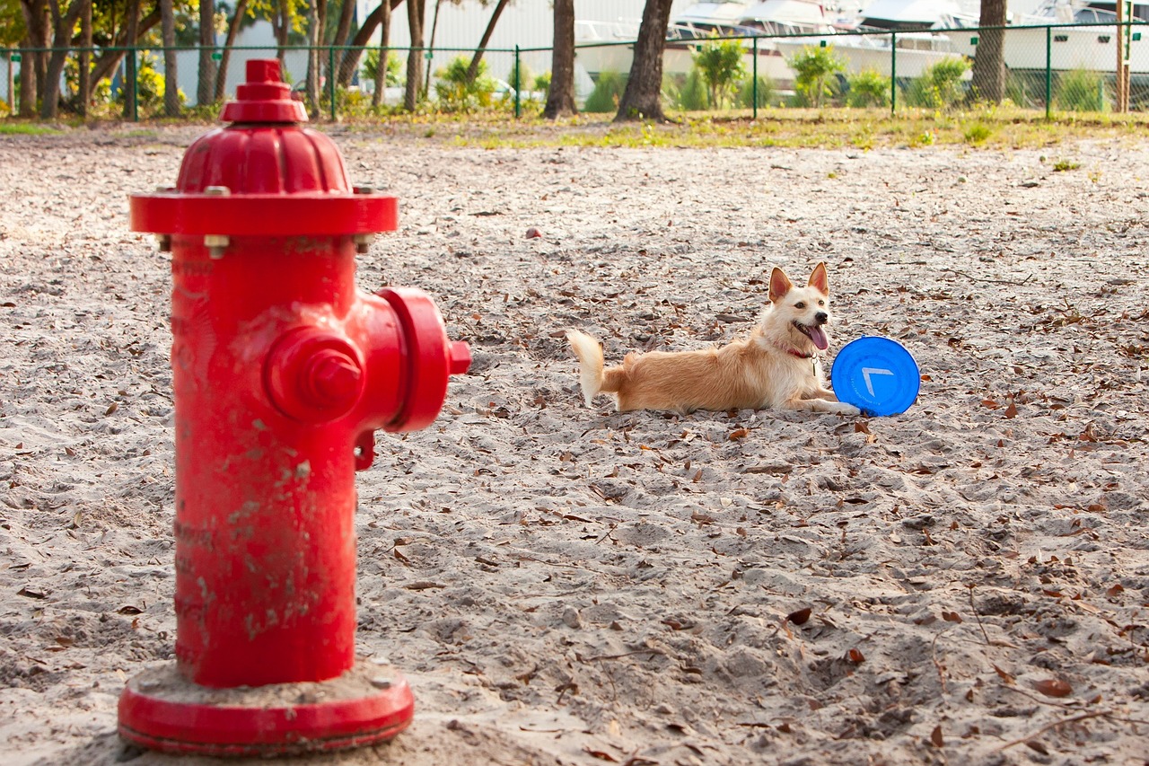 dog park frisbee free photo