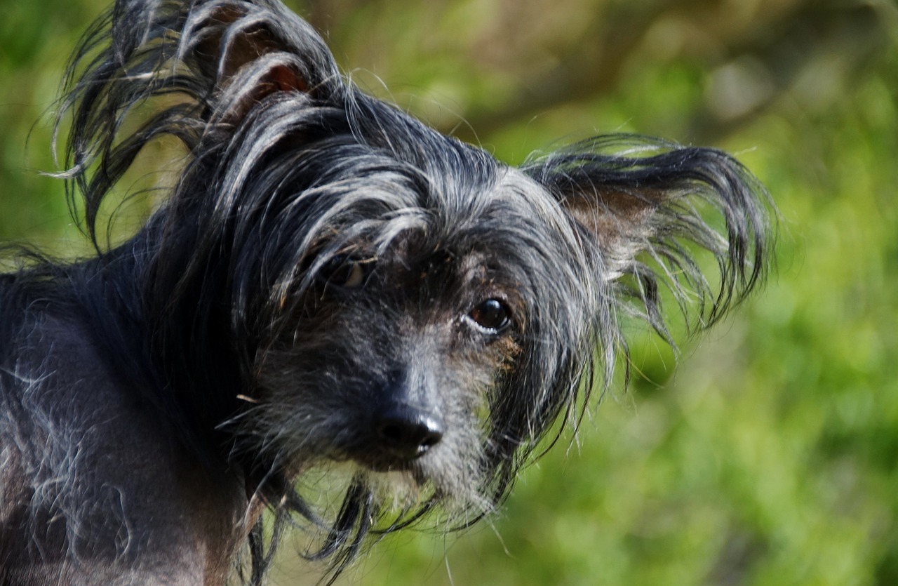 dog view chinese crested dog free photo