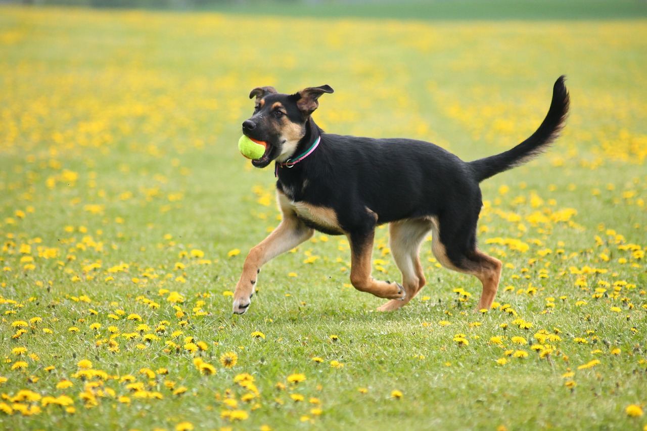 dog puppy meadow free photo