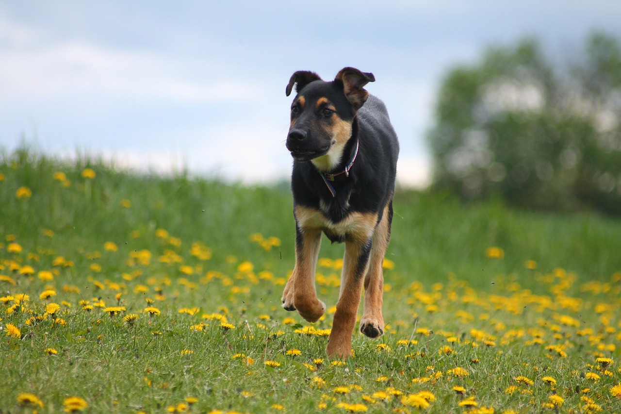 dog puppy meadow free photo