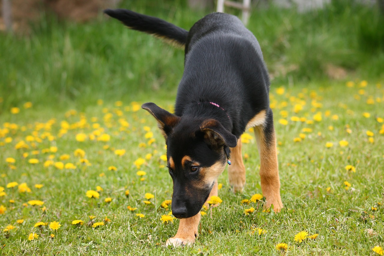 dog puppy meadow free photo