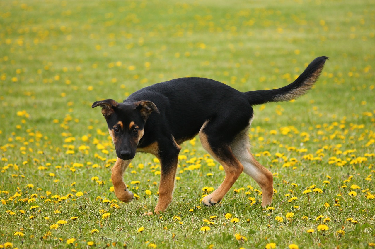 dog puppy meadow free photo