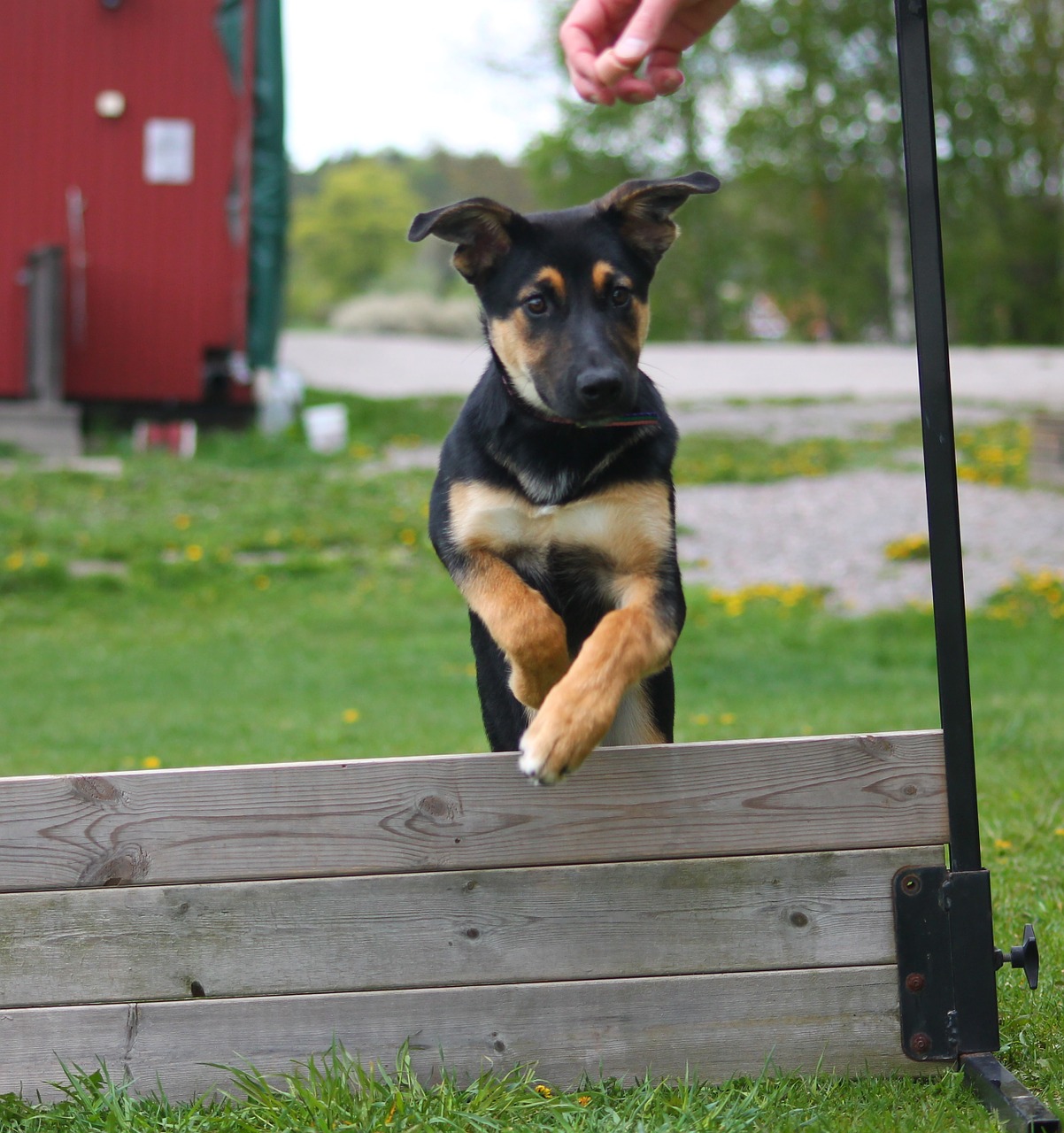 dog puppy agility free photo