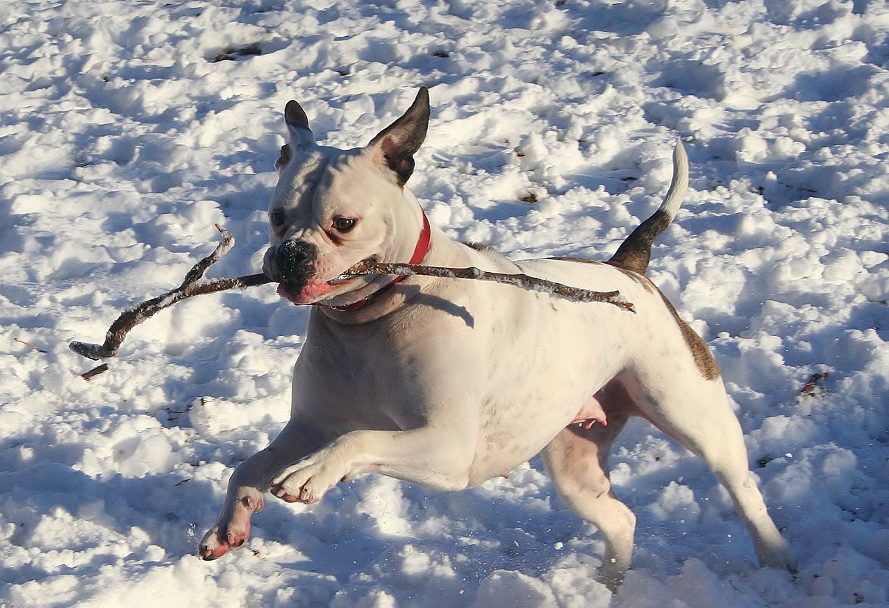 dog winter snow free photo