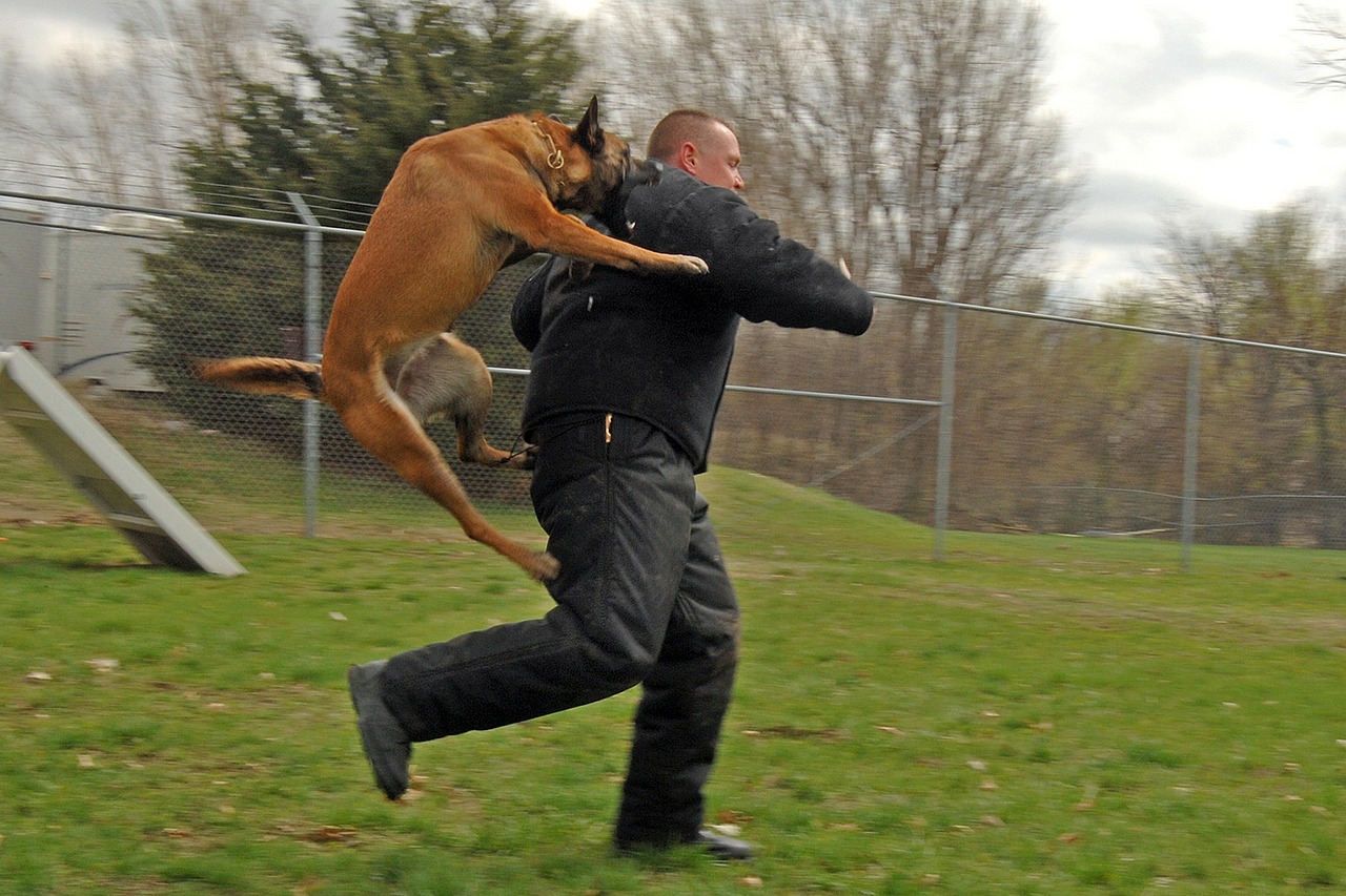 dog man attacking free photo