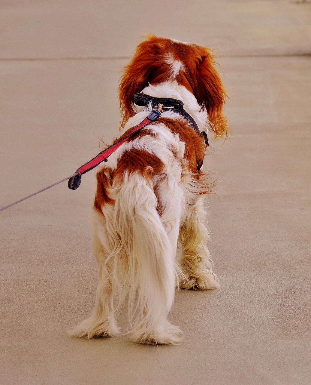 dog alone wait free photo