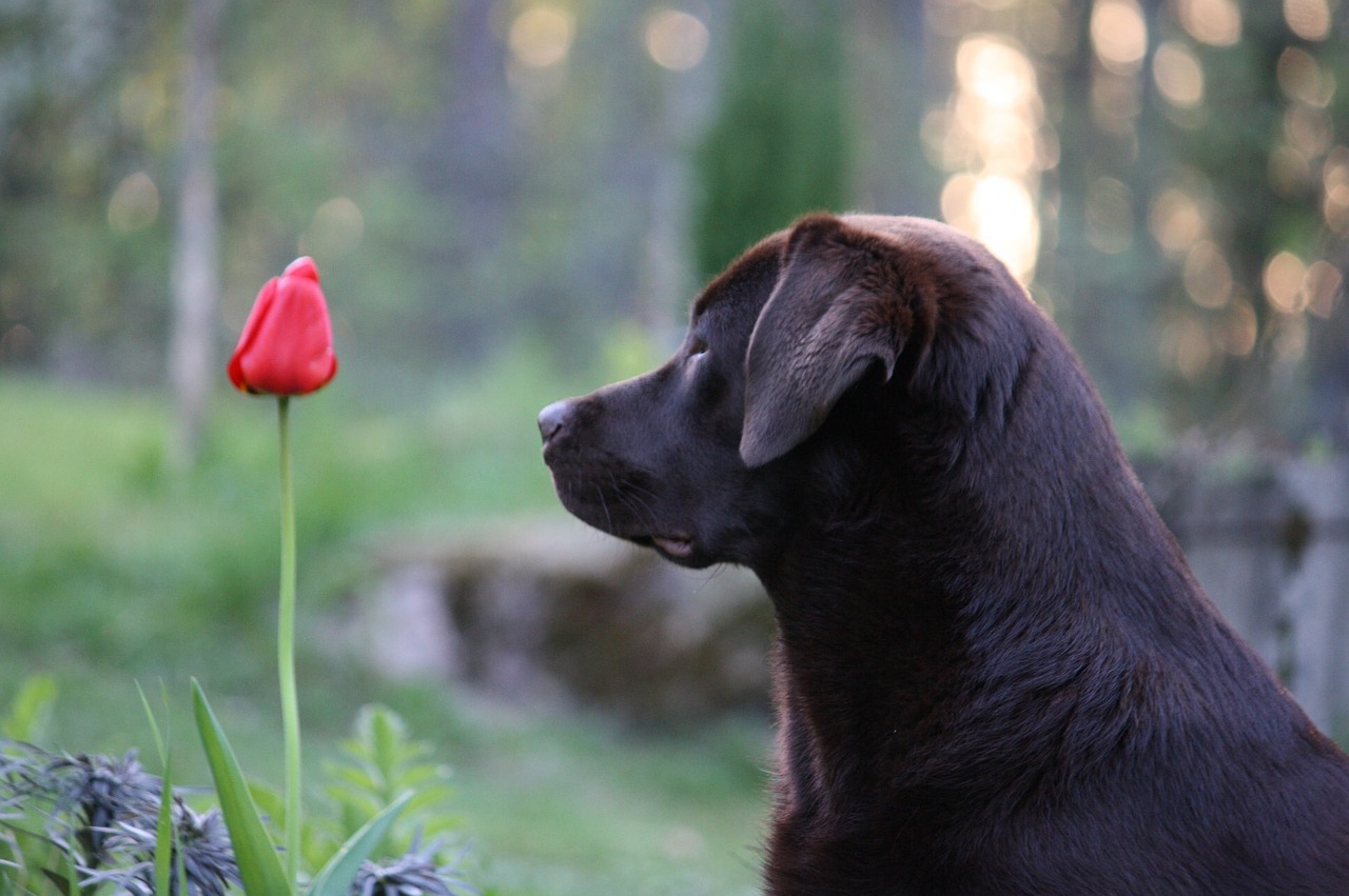 dog flower evening free photo