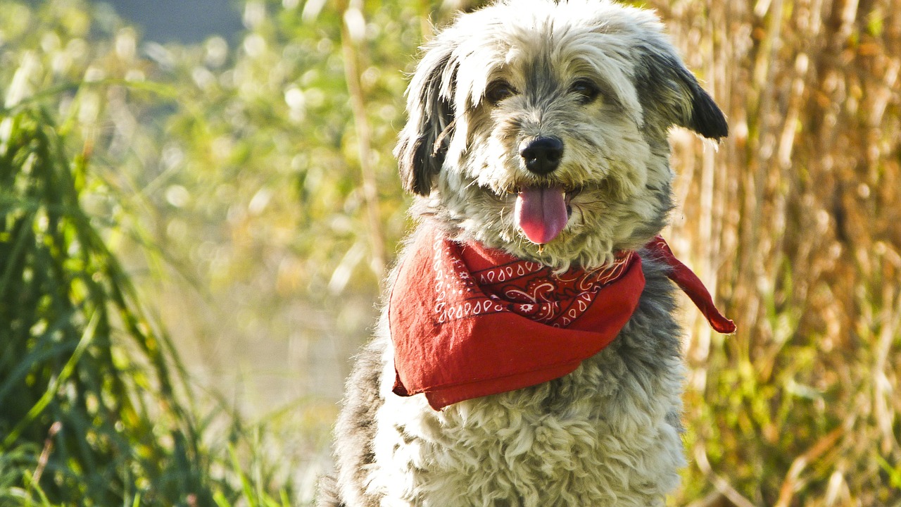 dog scarf animal free photo