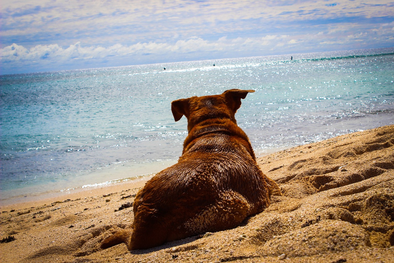dog beach sand free photo