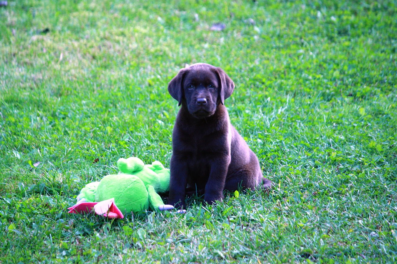 dog puppy summer free photo