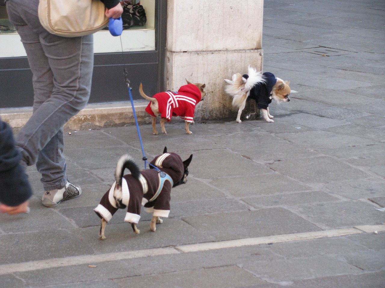 dog hund dog walking free photo