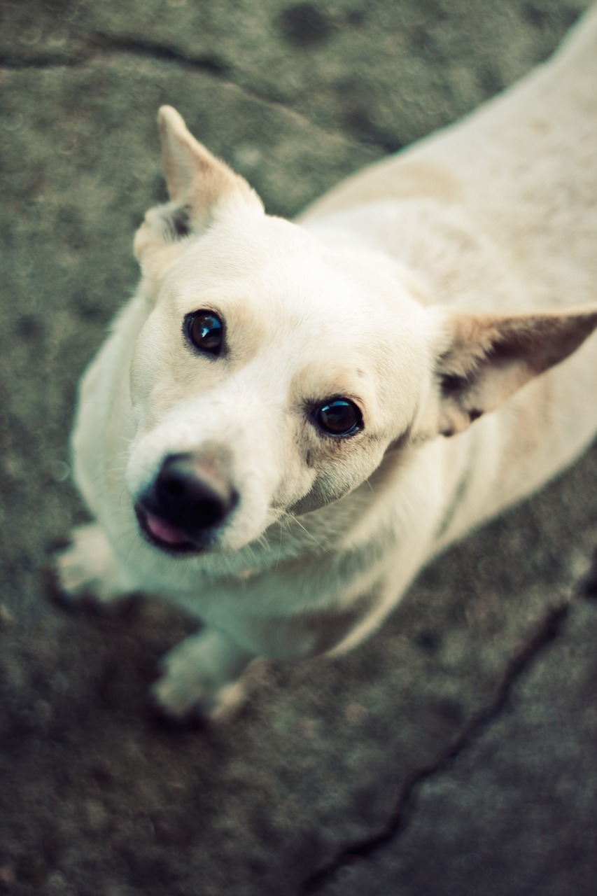 dog white animal free photo