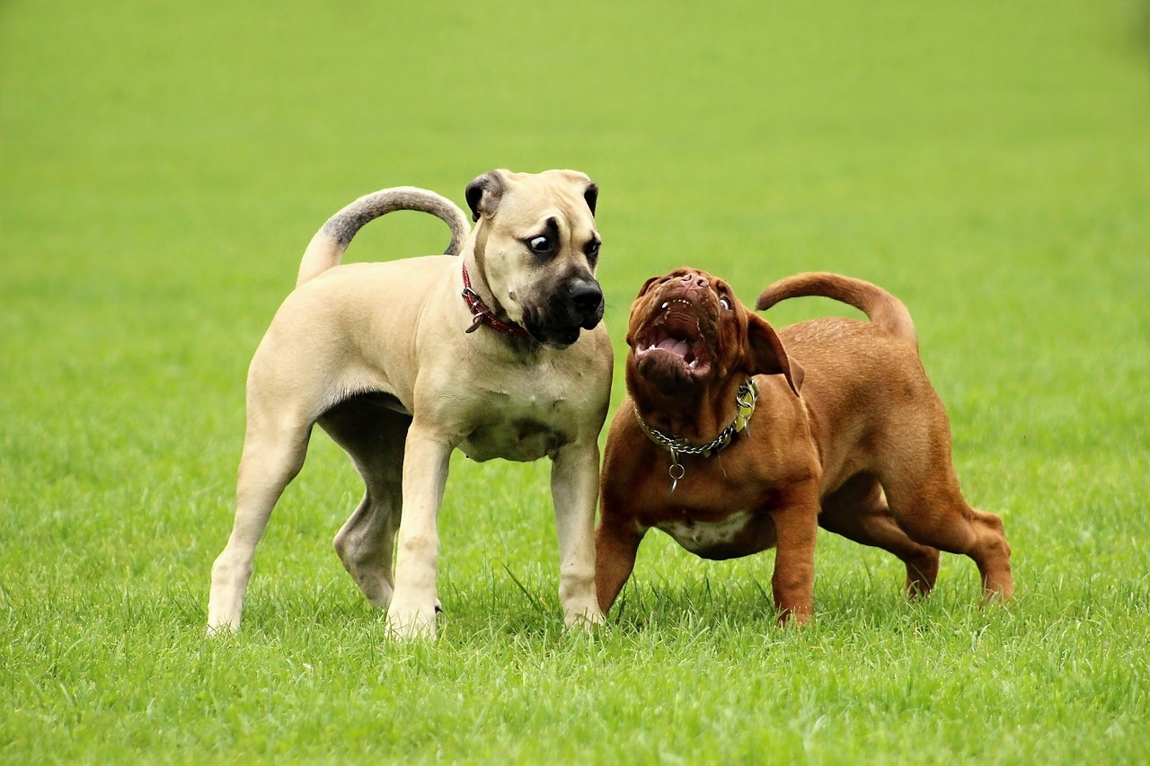 dog large dogue de bordeaux free photo