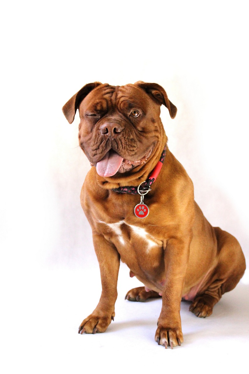 dog large dogue de bordeaux free photo