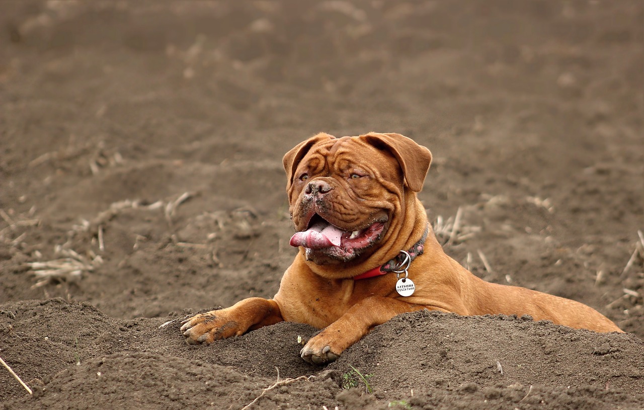 dog large dogue de bordeaux free photo