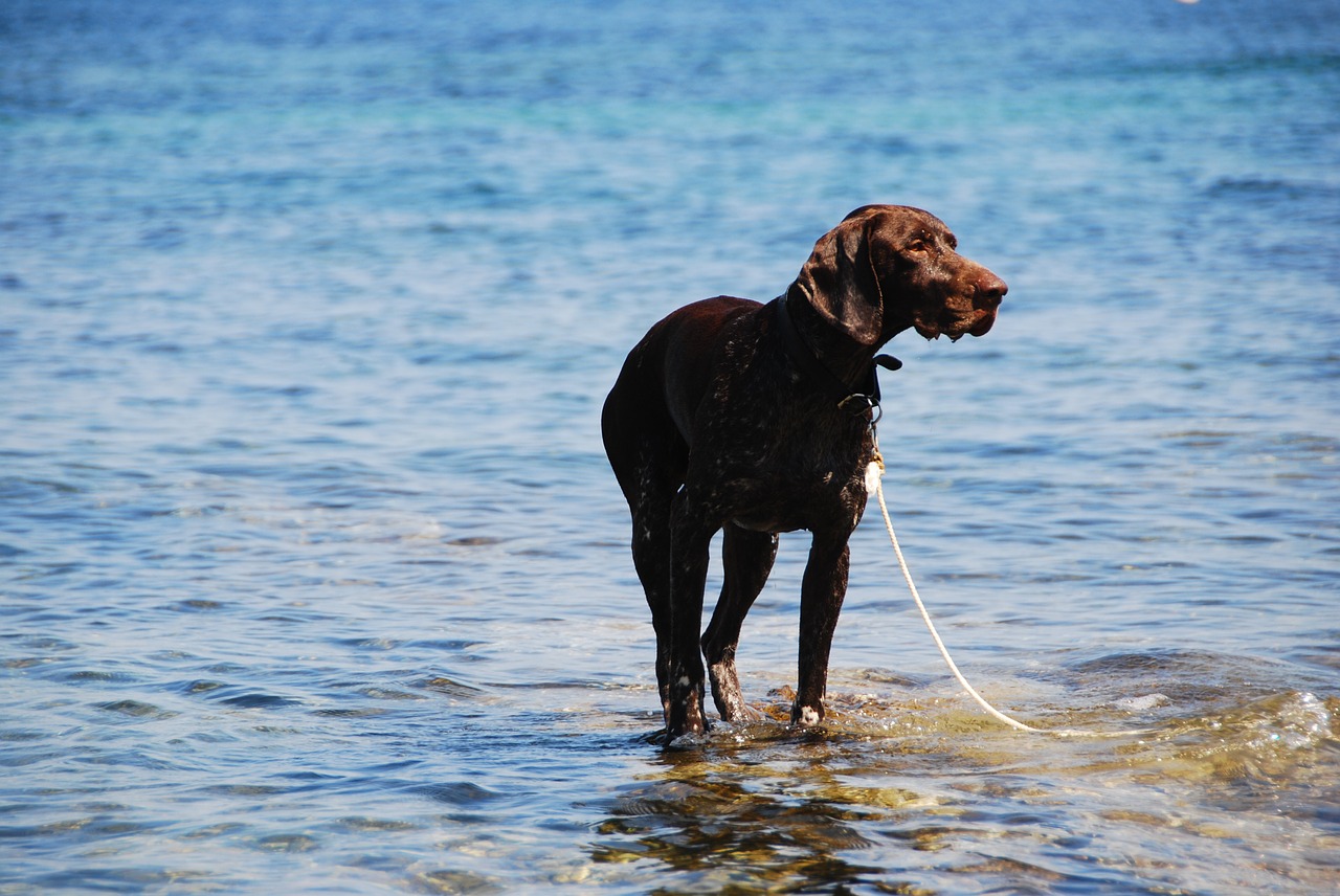 dog sea water free photo