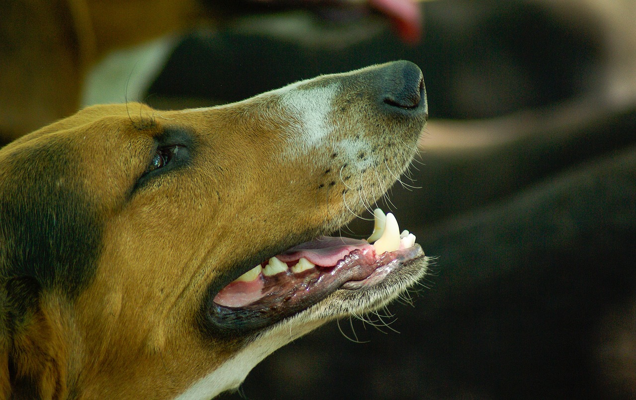 dog hunting dog crocs free photo