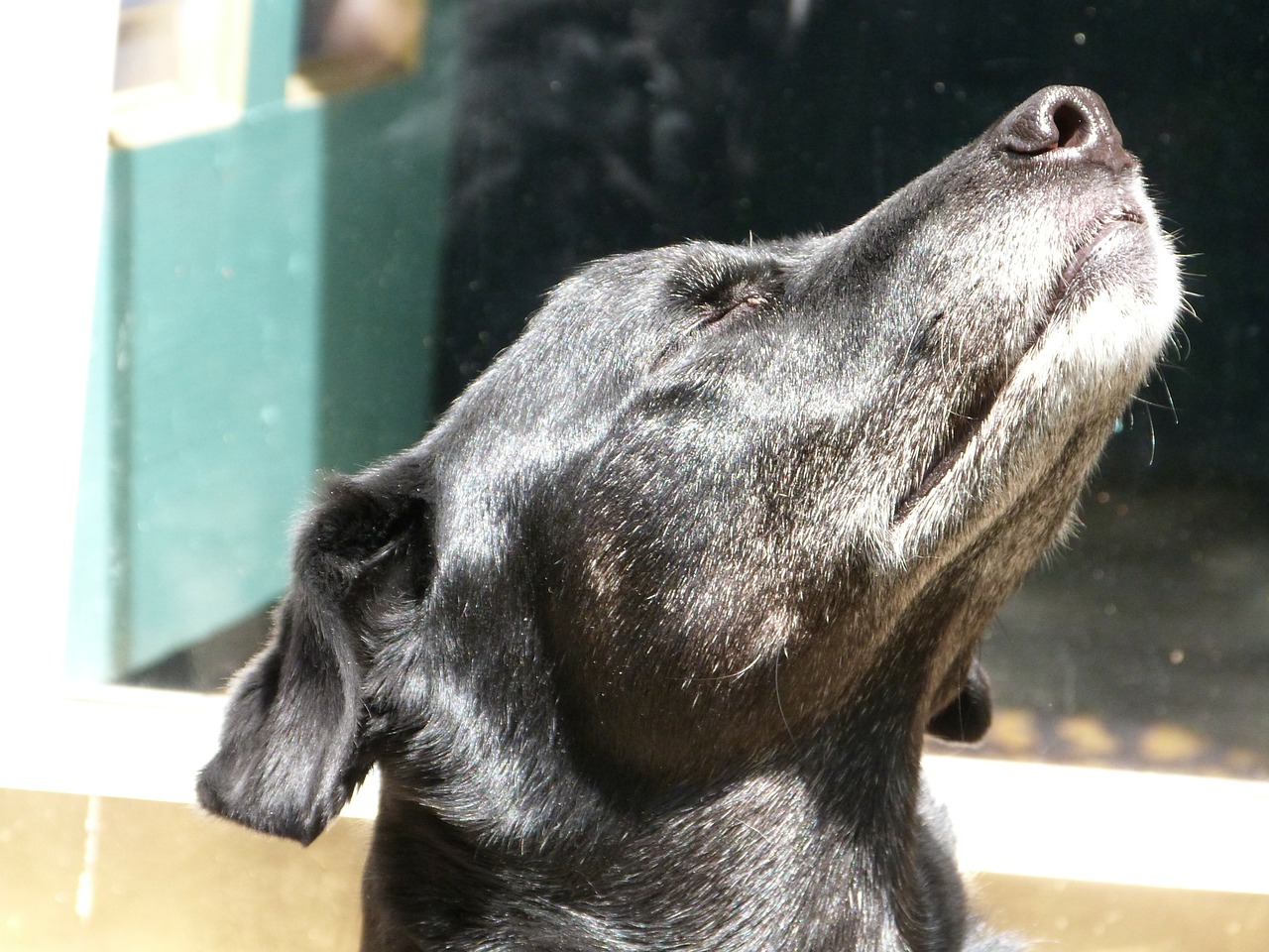 dog sniffing animal free photo