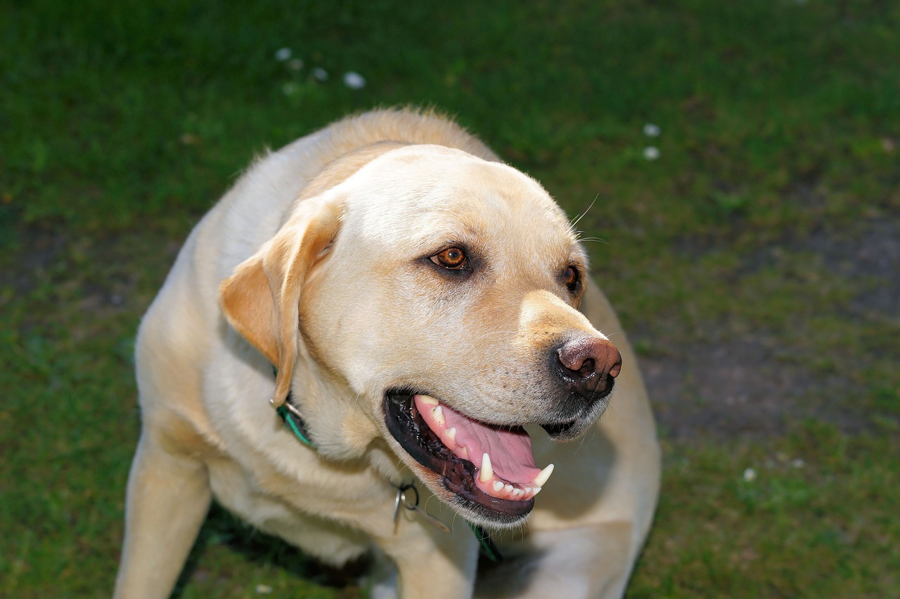 dog labrador male free photo