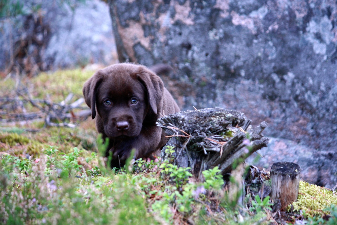 dog puppy summer free photo