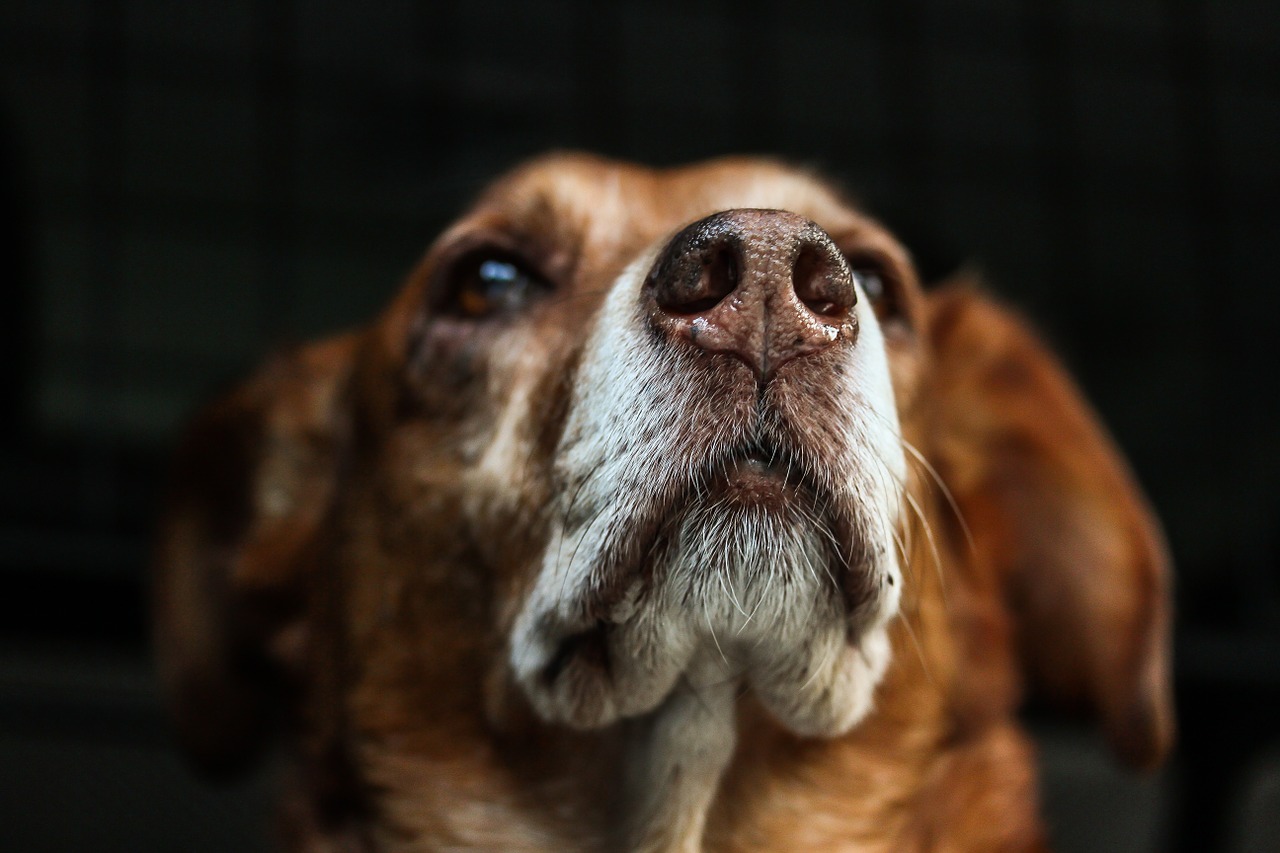 dog brown snout free photo