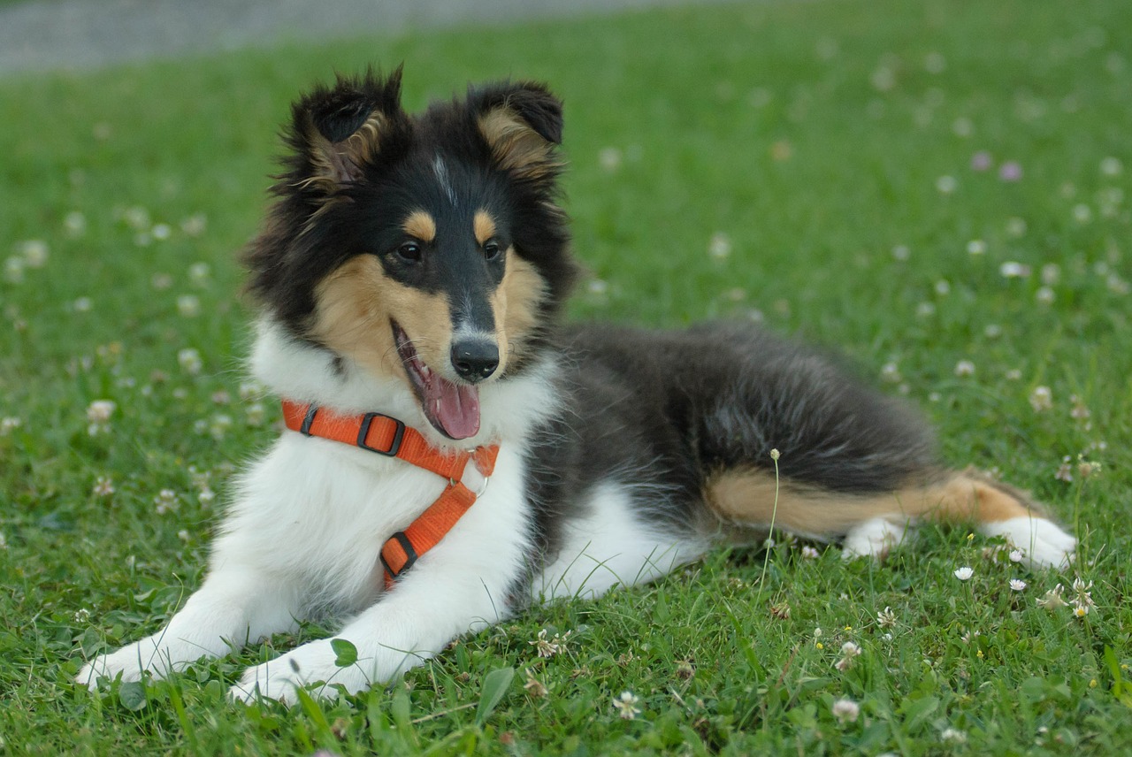 dog puppy collie free photo