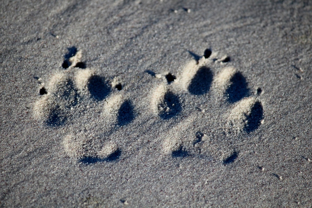 dog footprint beach free photo