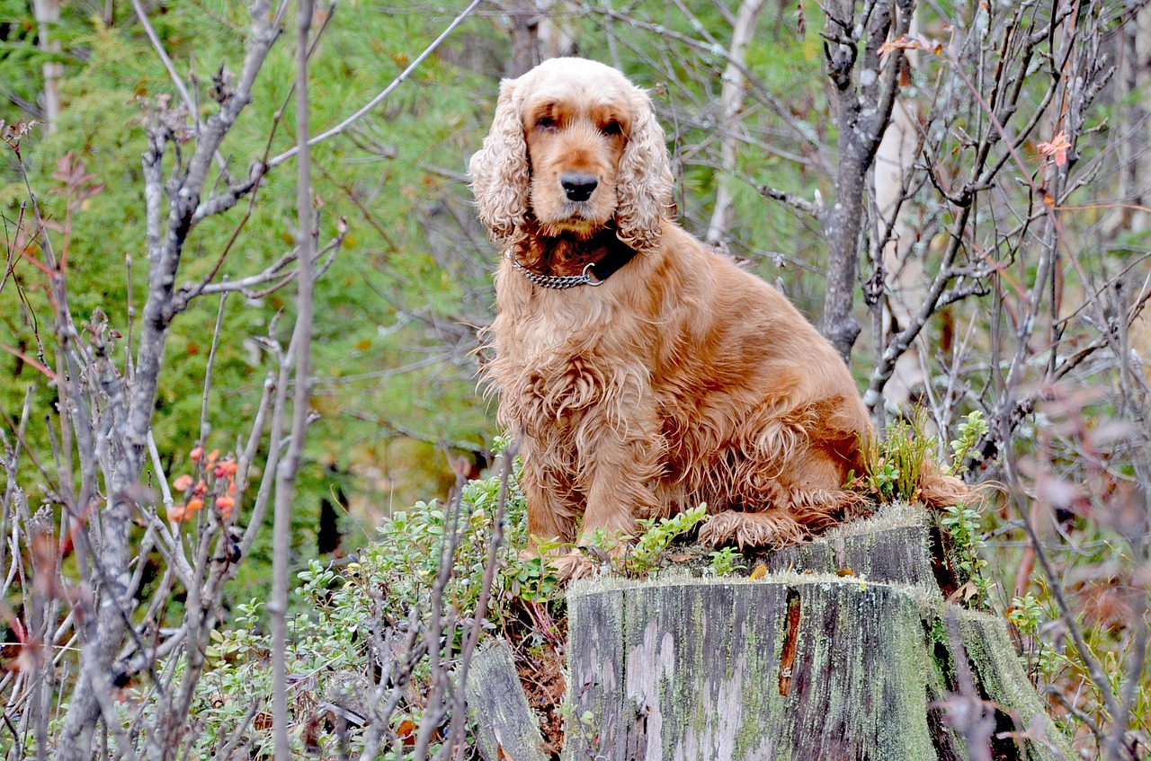 dog cocker cocker spaniel free photo