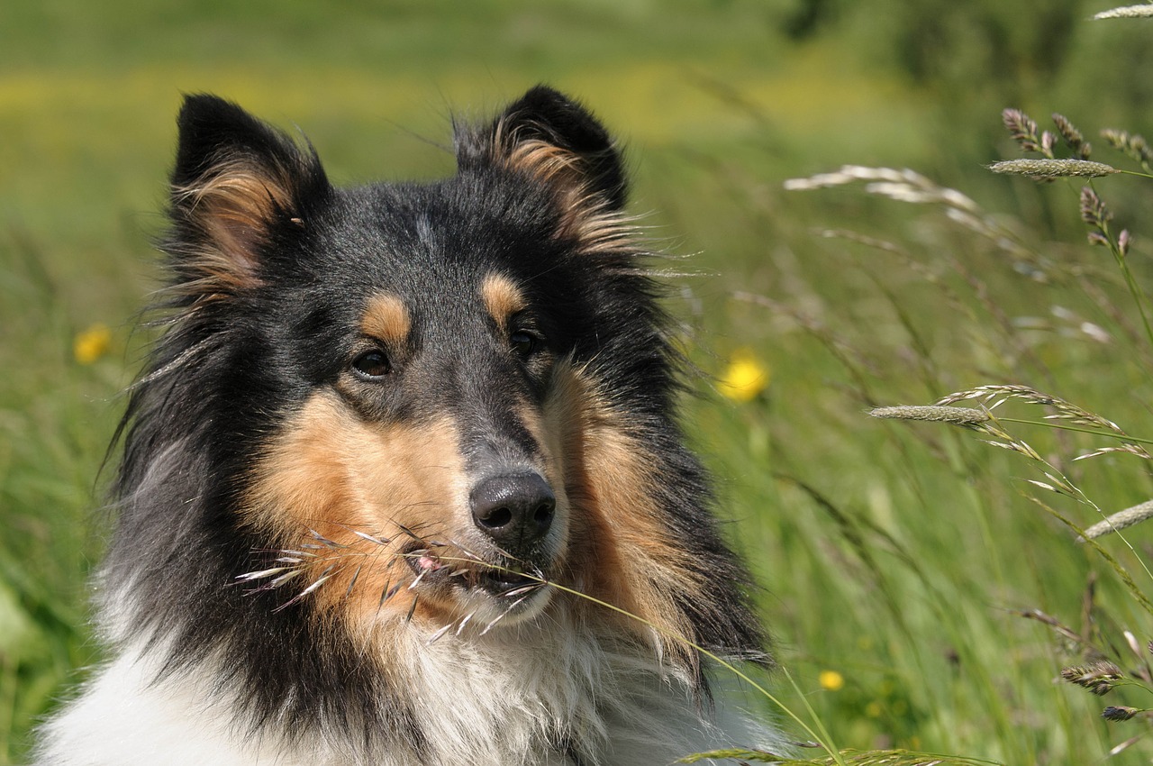 dog collie fur free photo