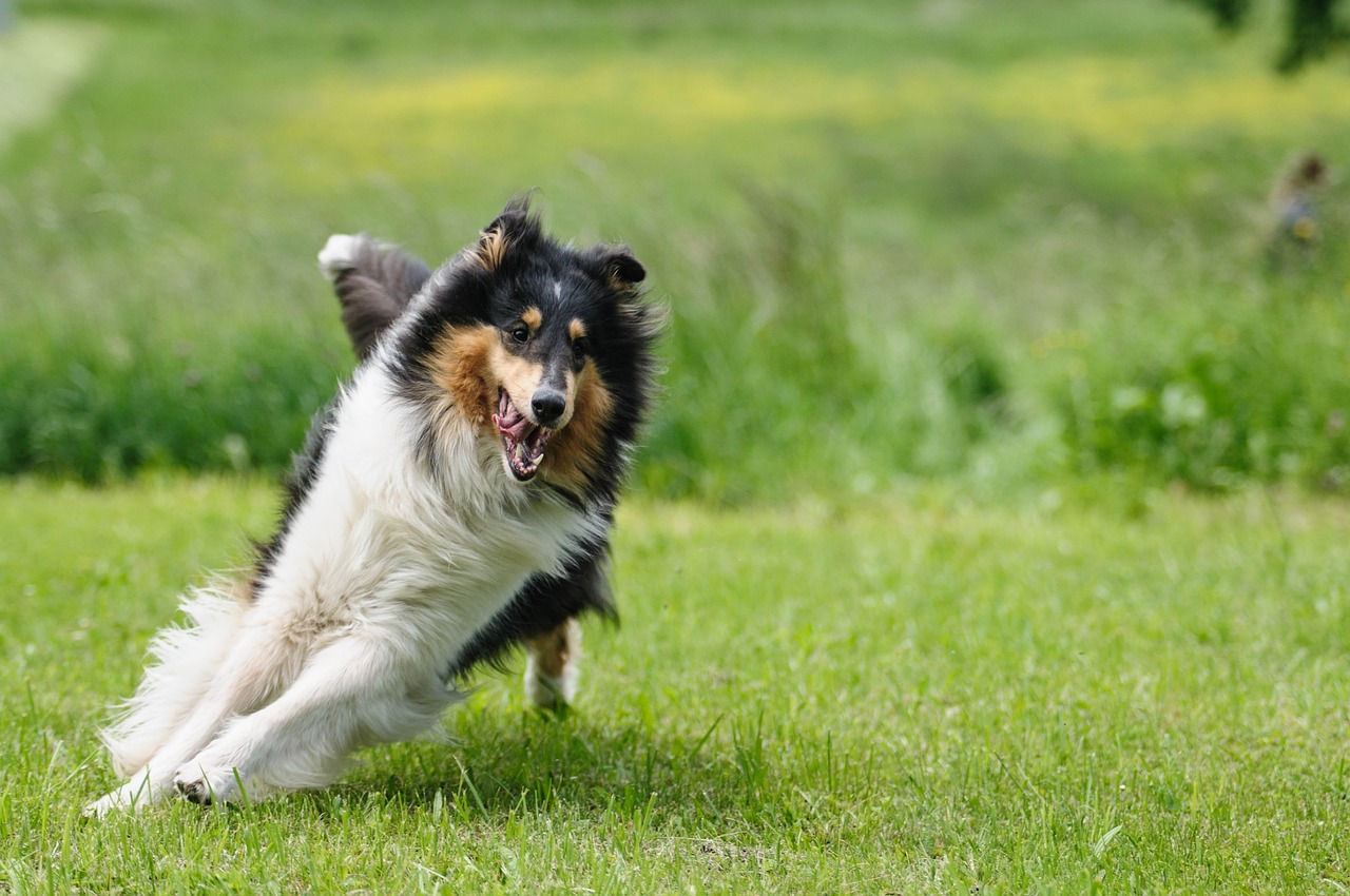 dog collie fur free photo