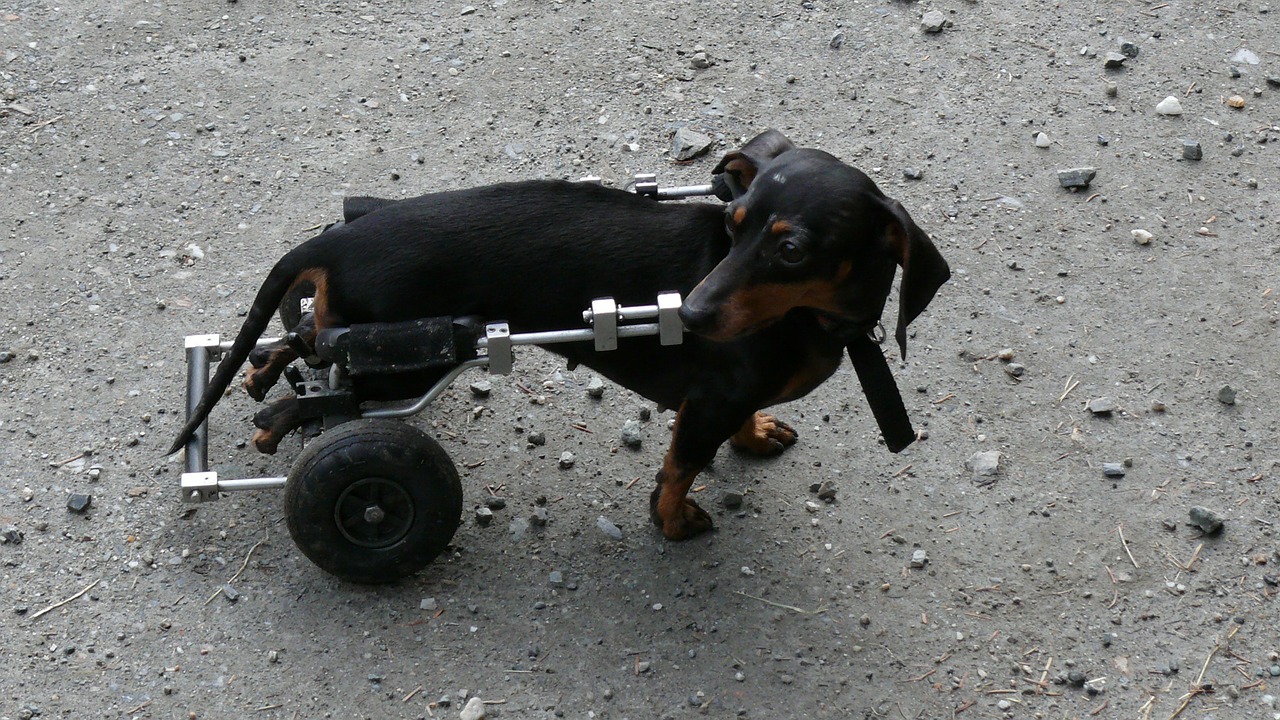 dog sick wheels free photo