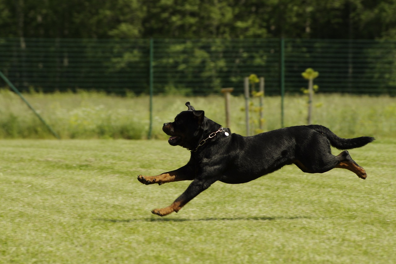 dog rottweiler running free photo