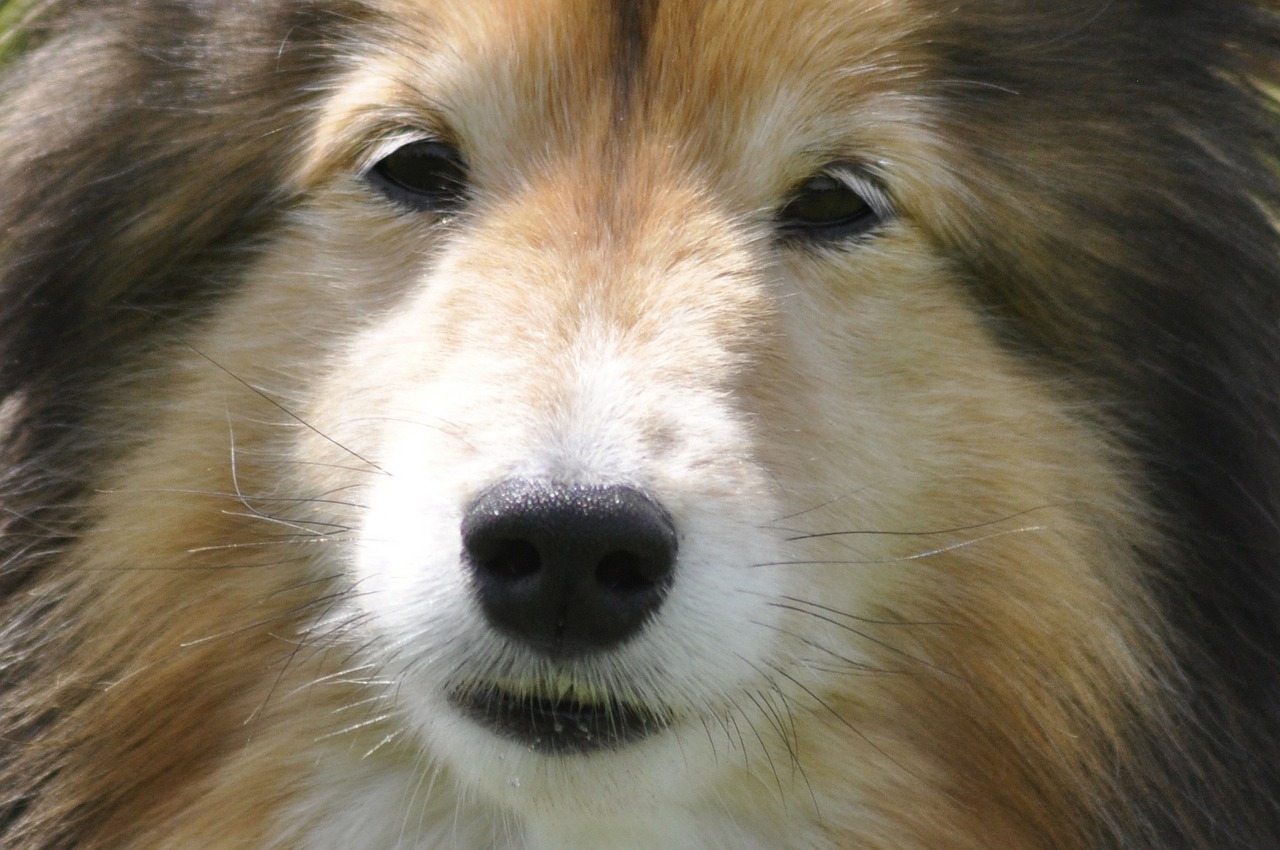 dog canine shetland free photo