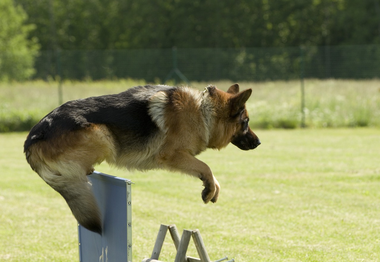dog german shepherd jumping free photo