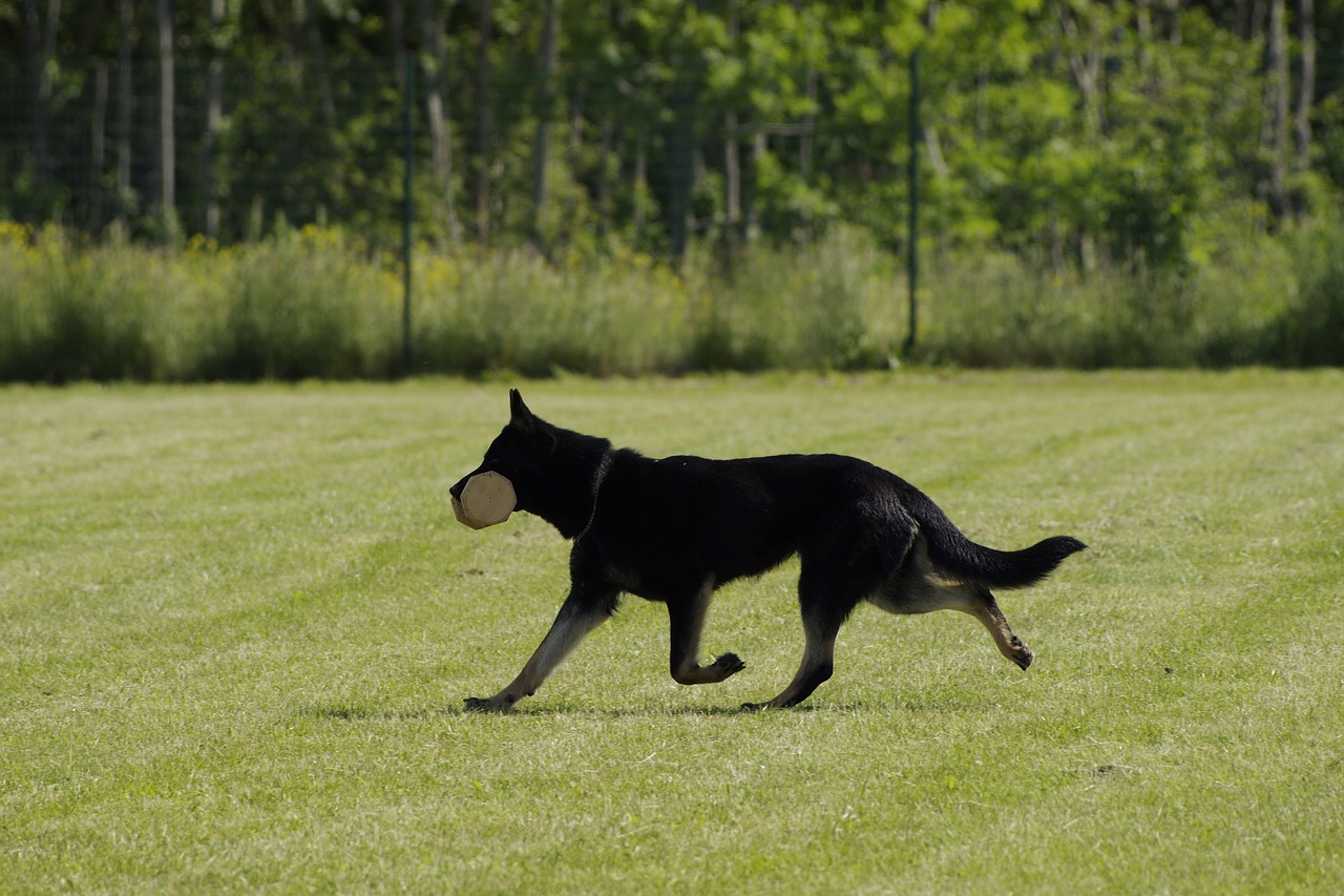 dog german shepherd retrieving free photo