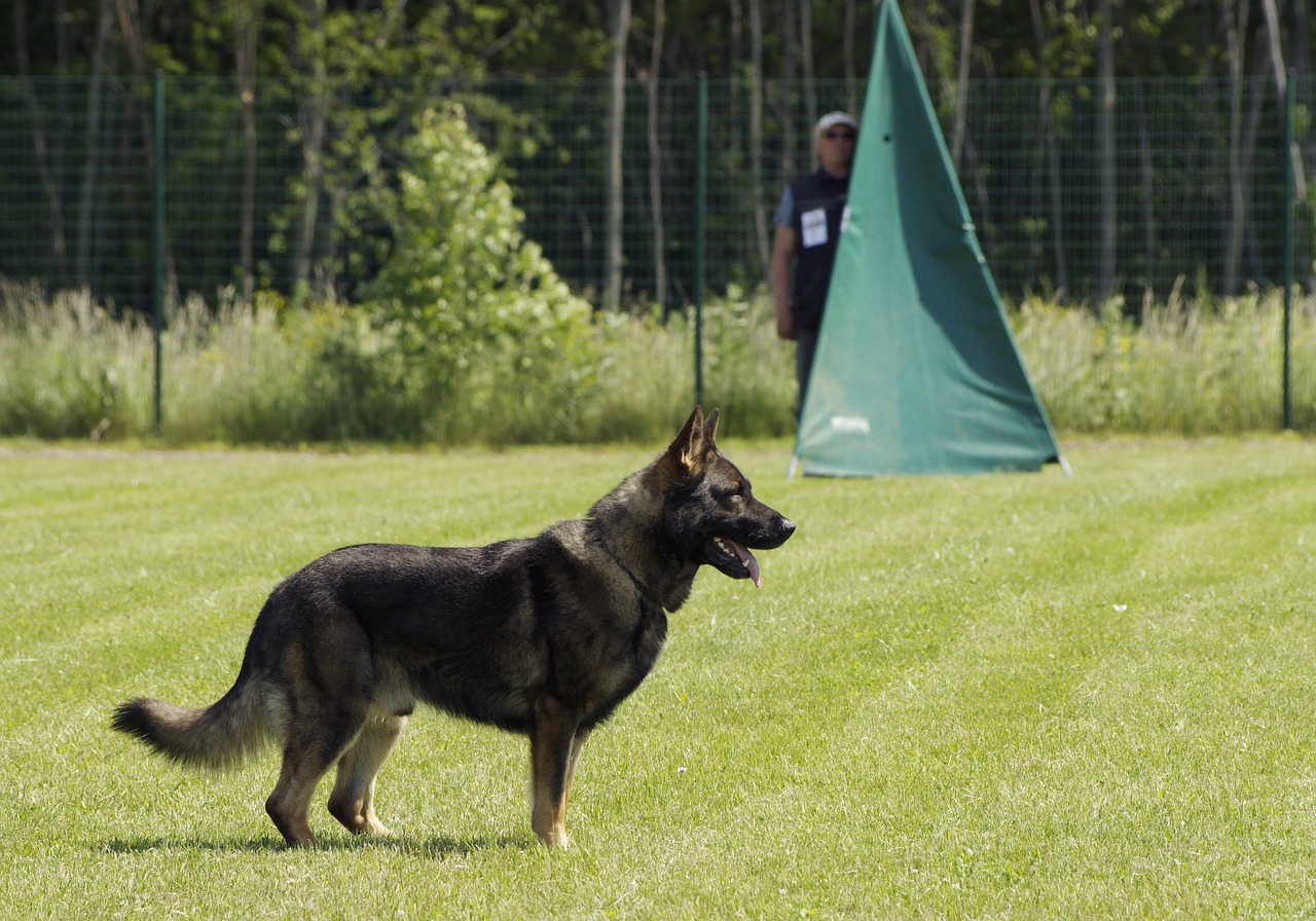 dog german shepherd standing free photo