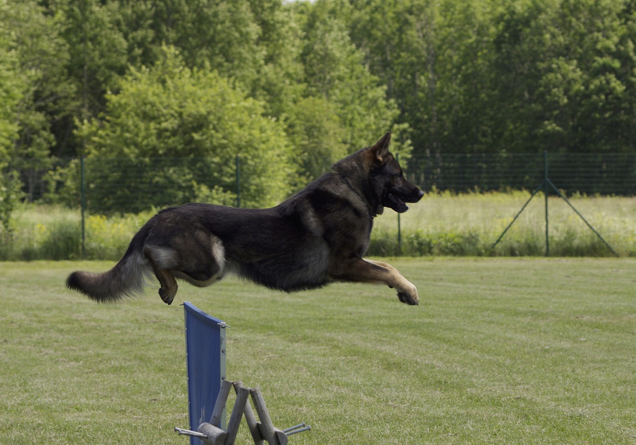 dog german shepherd jumping free photo