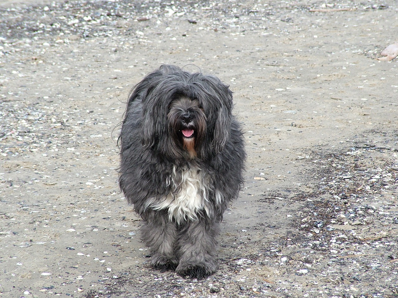 dog tibetan terrier baltic sea beach free photo