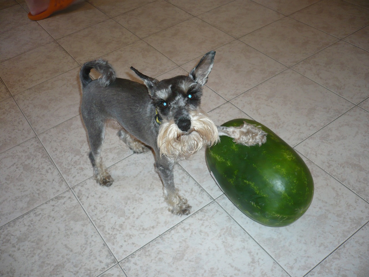 dog melon schnauzer free photo