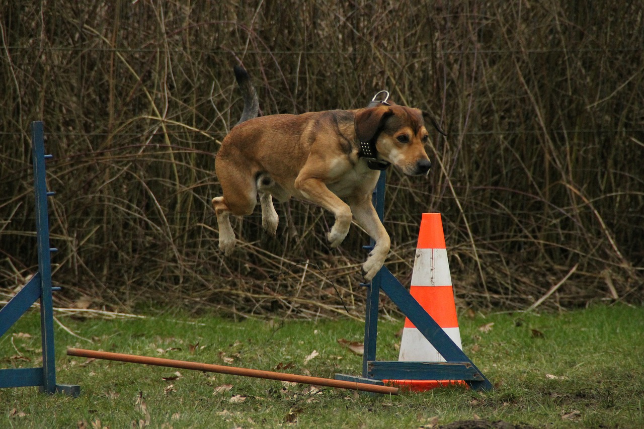 dog jump exercise free photo
