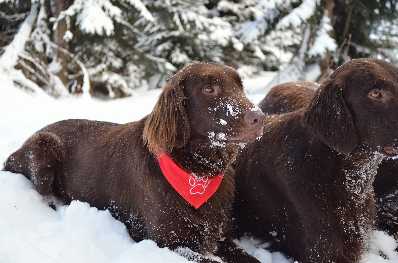 dog winter retriever free photo