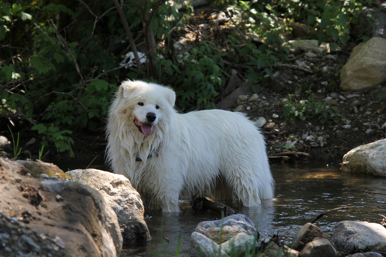 dog samoyed white free photo