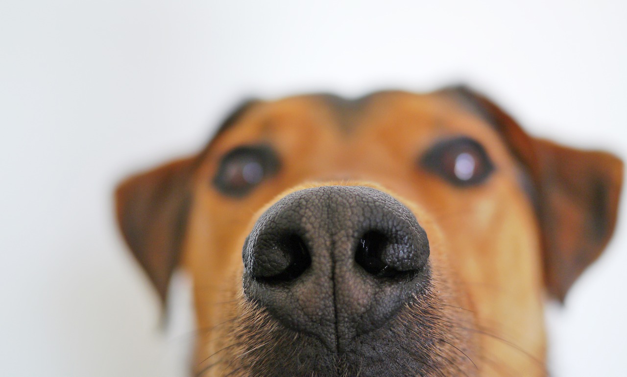 dog snout nose free photo